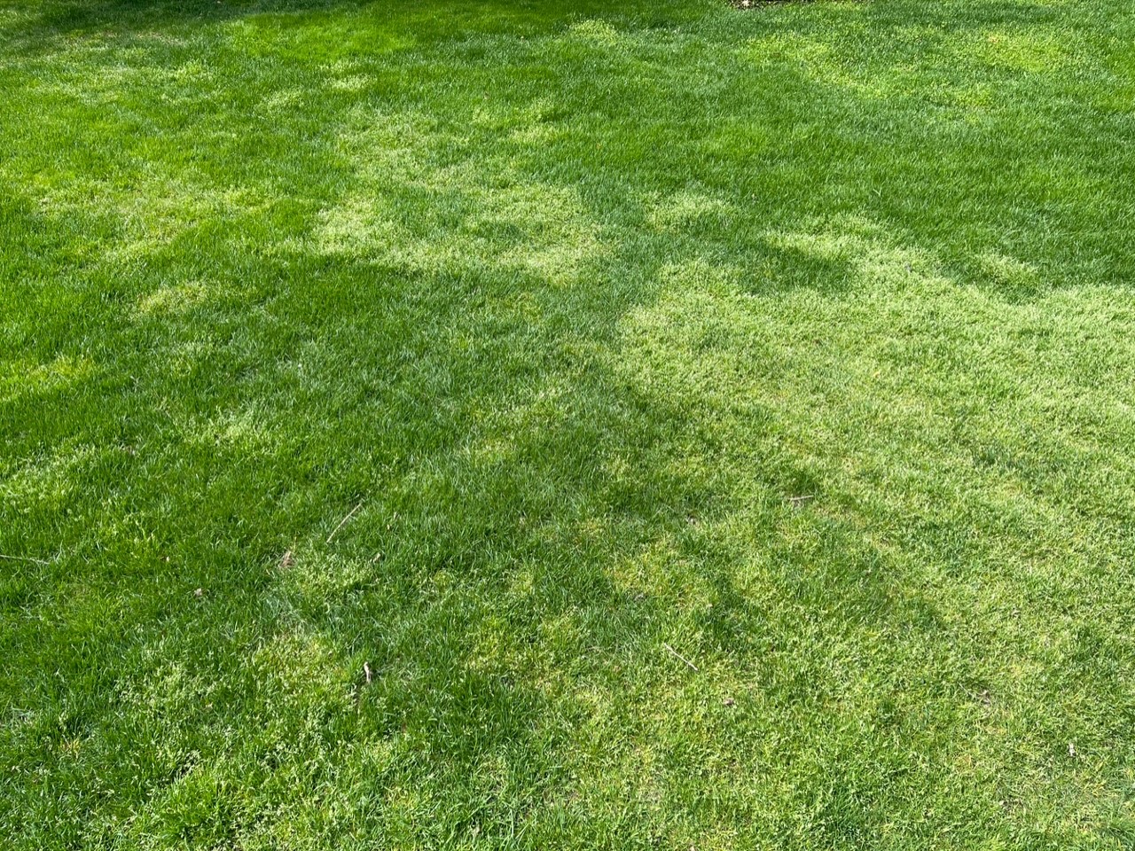 Annual bluegrass in lawn.